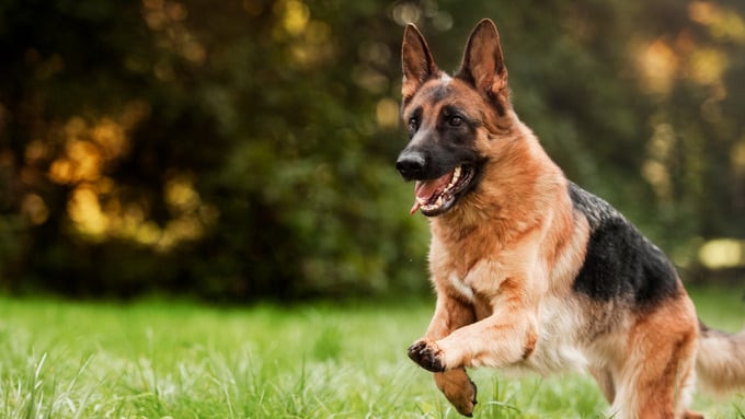 German shepherd Gunther VI is the richest pet in the world with a fortune of $500 million